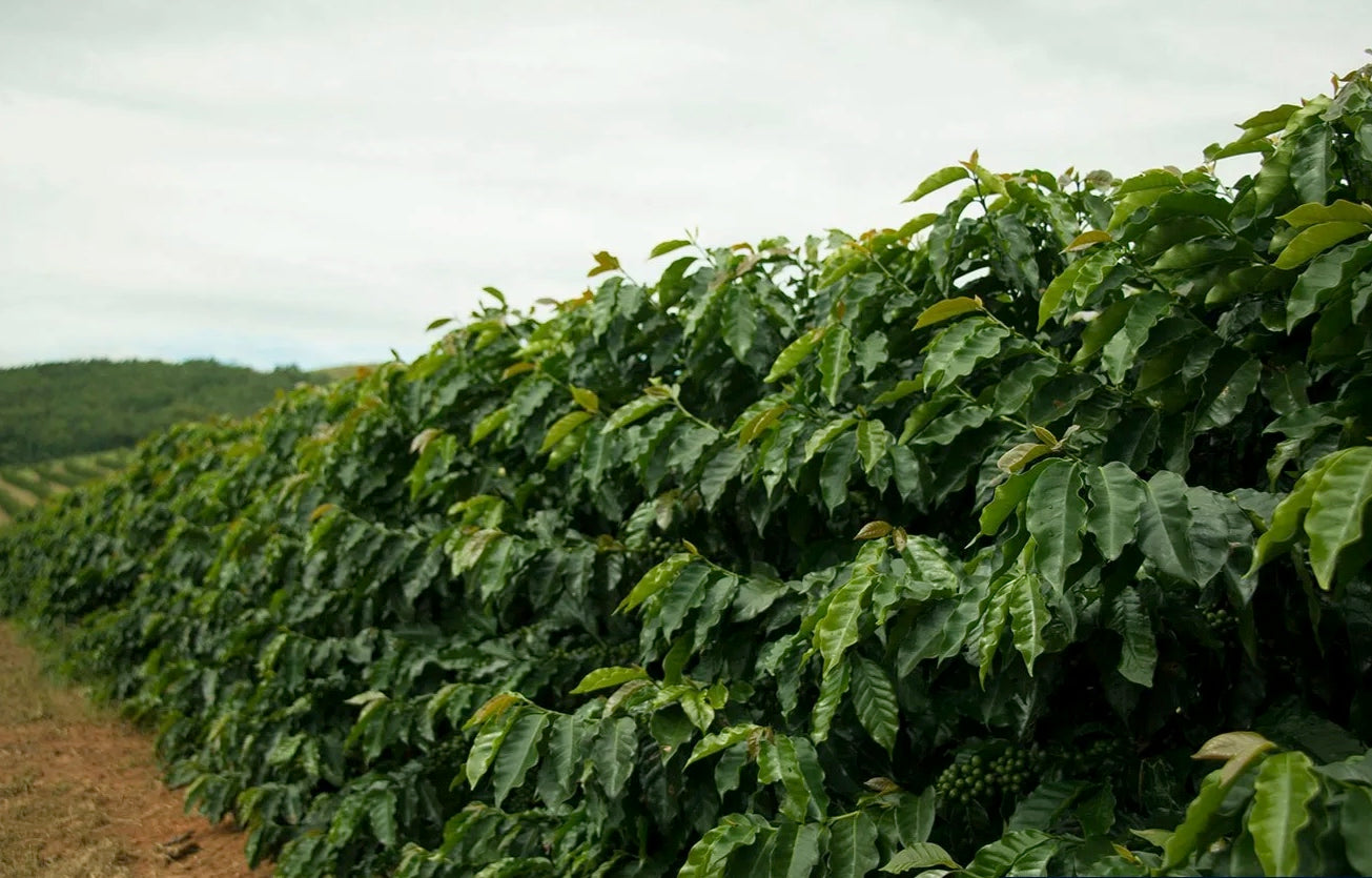 Brazil, Santa Izabel