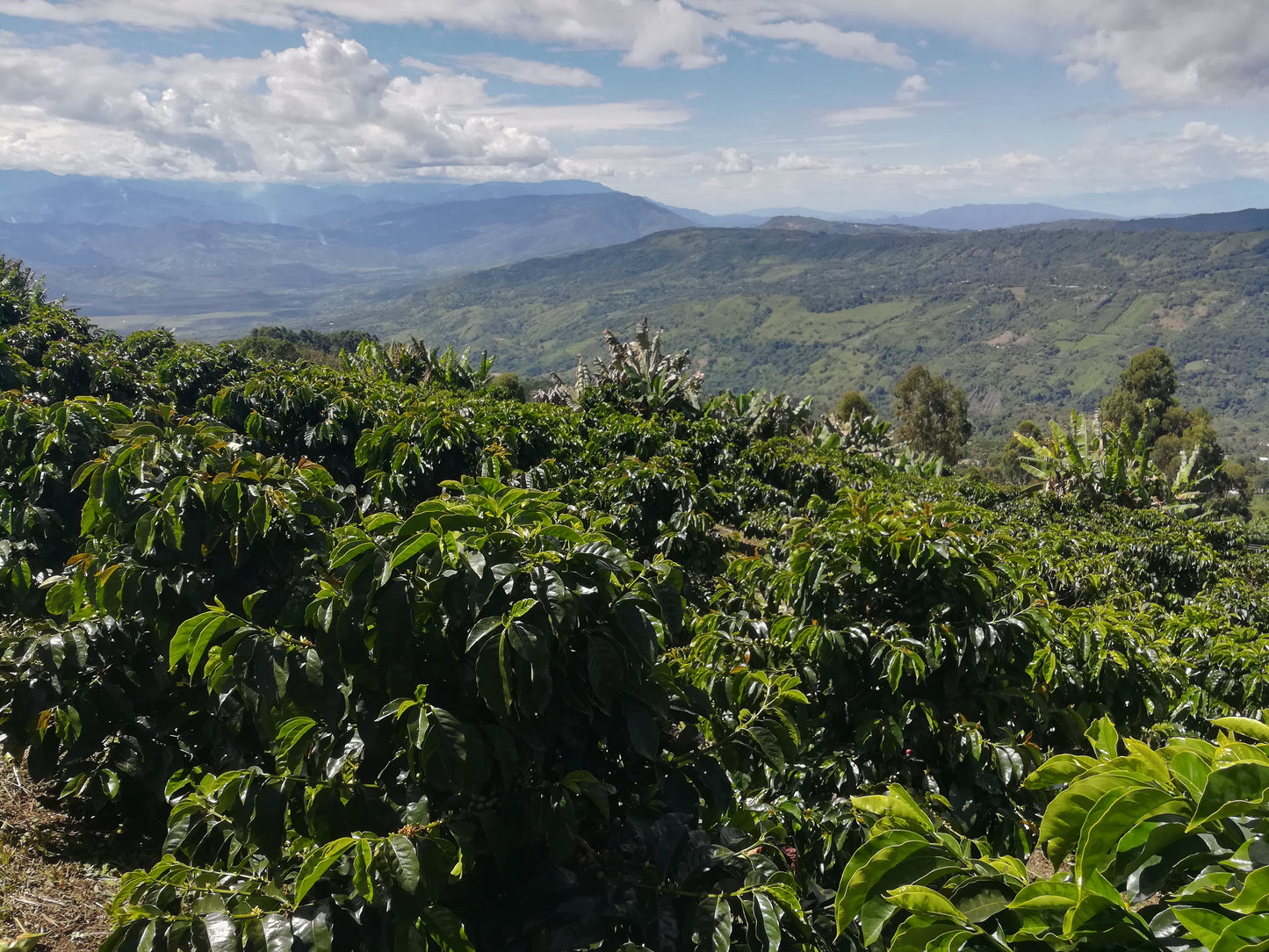 Colombia, Melony Peach