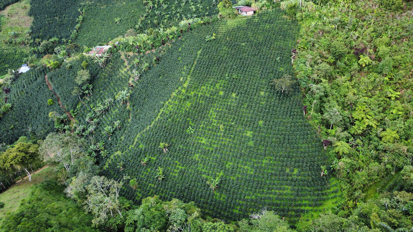 Colombia, Melony Peach