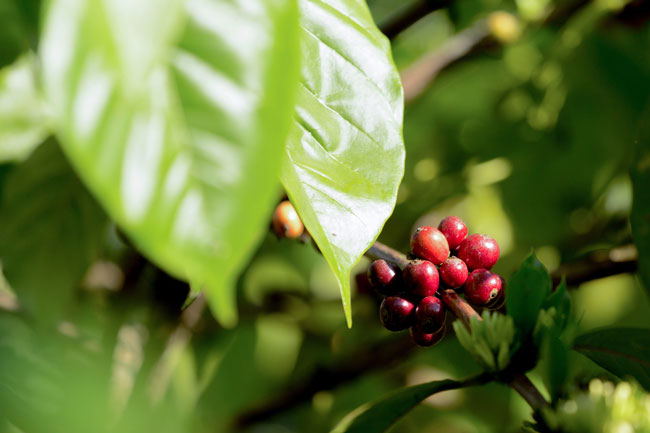 Colombia, Santa Teresa