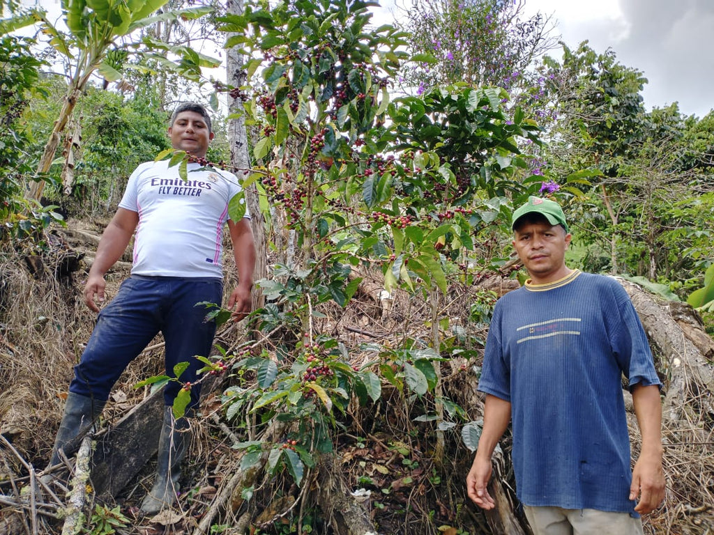 Ecuador, Los Laureles, Typica