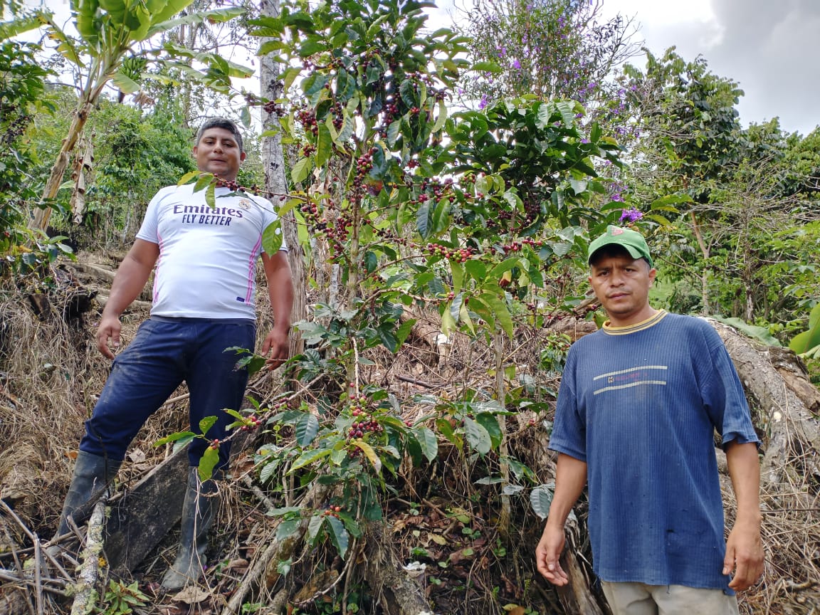 Ecuador, Los Laureles, Typica