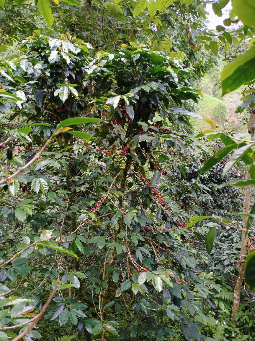 Ecuador, Los Laureles, Typica