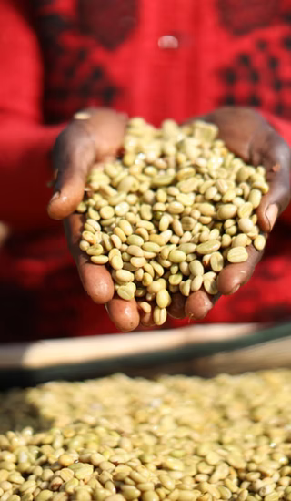 Ethiopia, Malawo, Heirloom