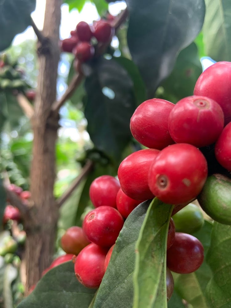 Kenya, Top Masai
