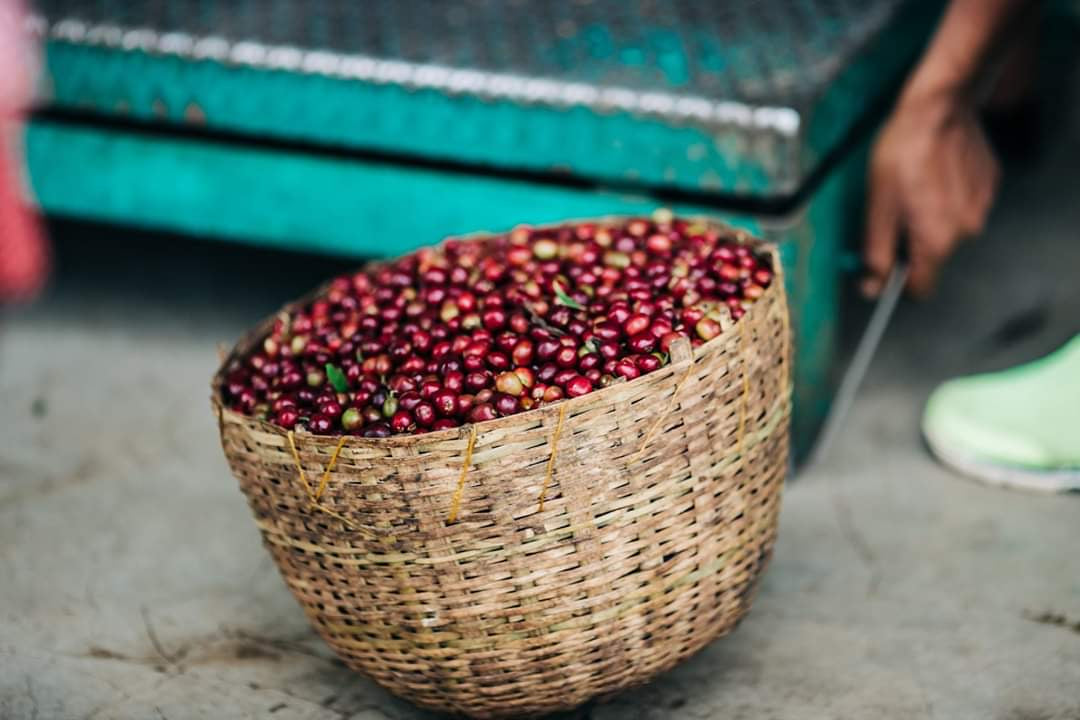 Ethiopia, Yirgacheffe Idido