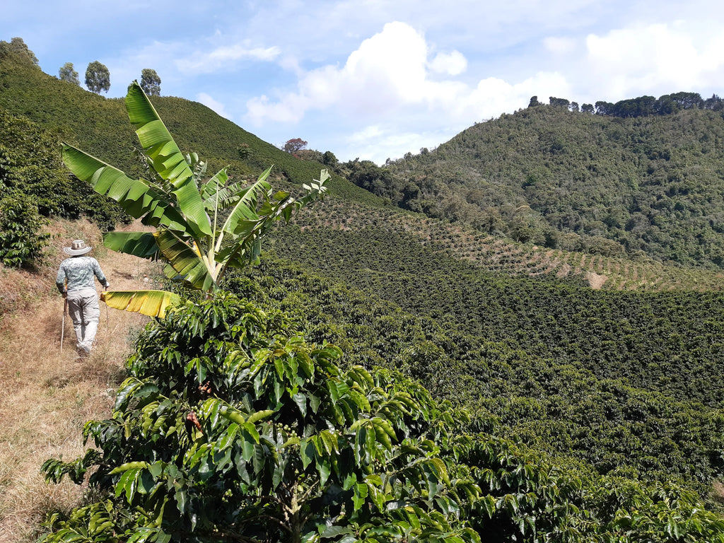 Colombia, La Secreta