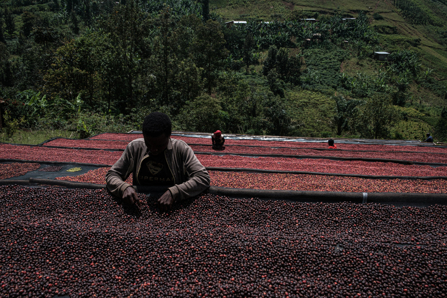 Burundi, Mutambu, Lot 25