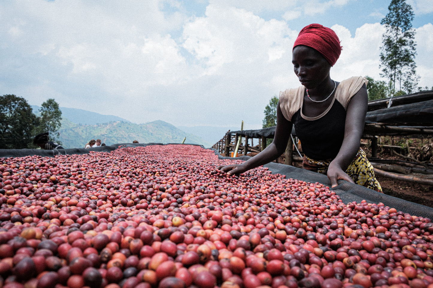 Burundi, Mutambu, Lot 25