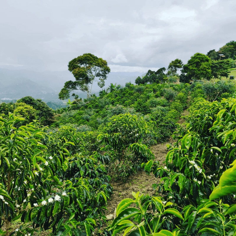 Colombia, El Diviso