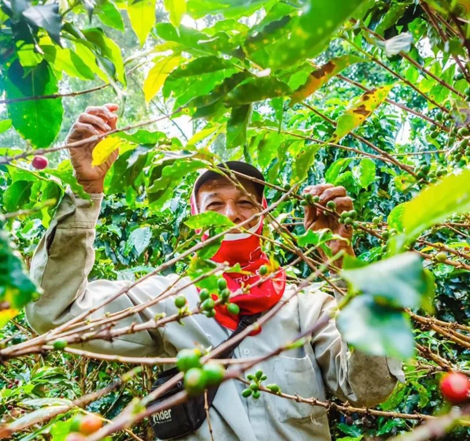 Colombia, La Ricaurte