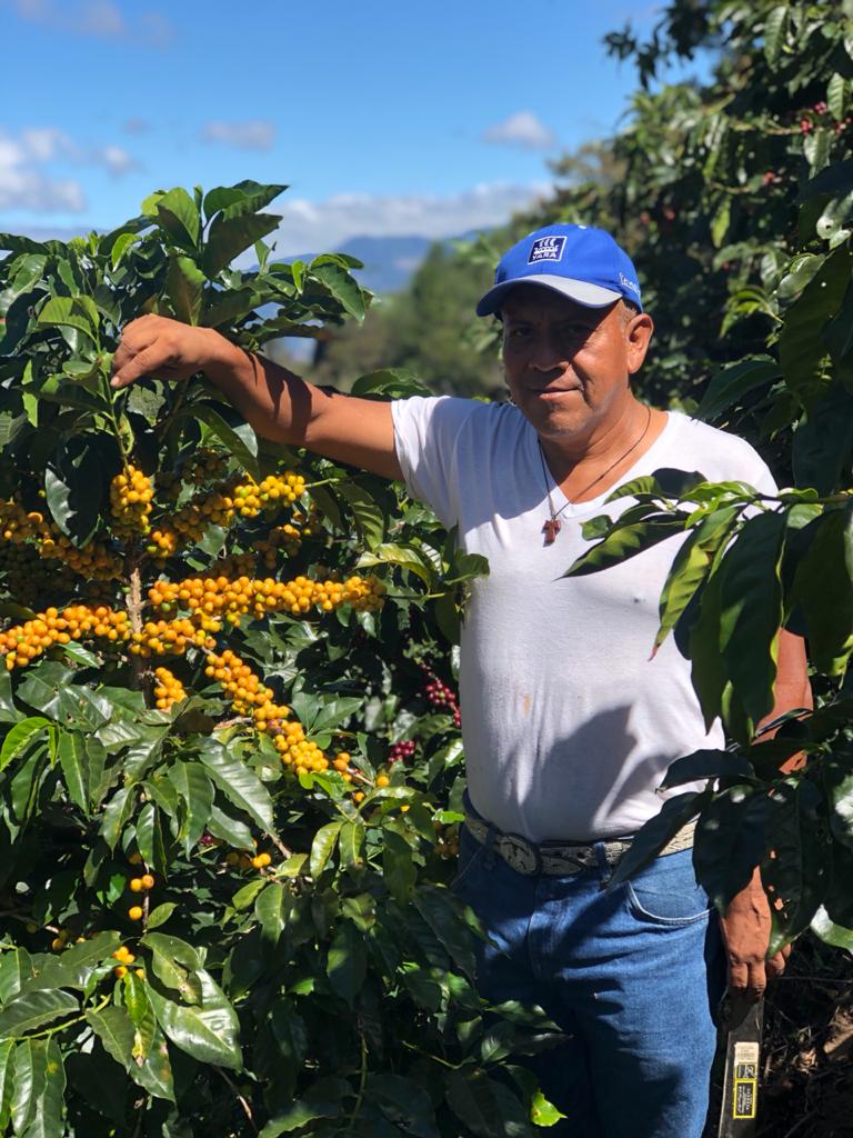 Guatemala, Nueva Montaña