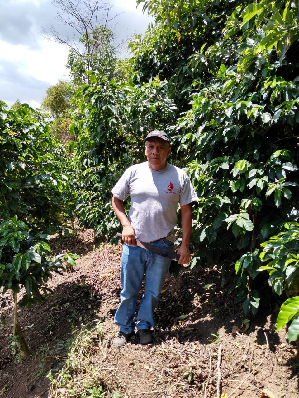 Guatemala, Nueva Montaña