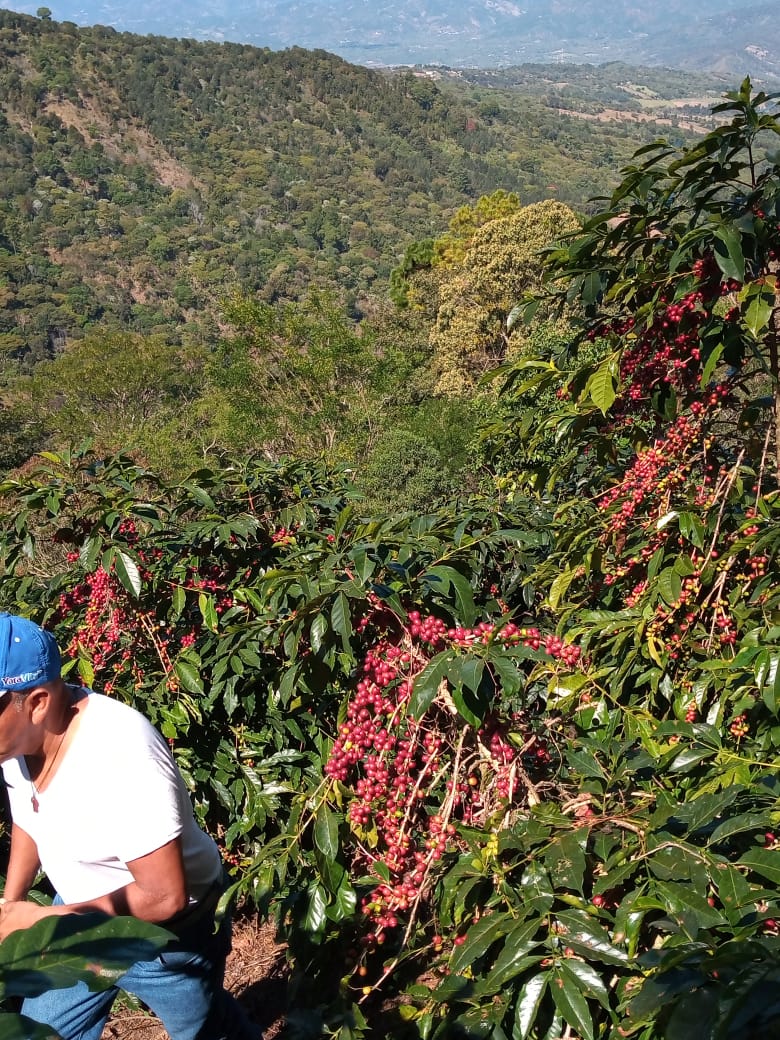 Guatemala, Nueva Montaña