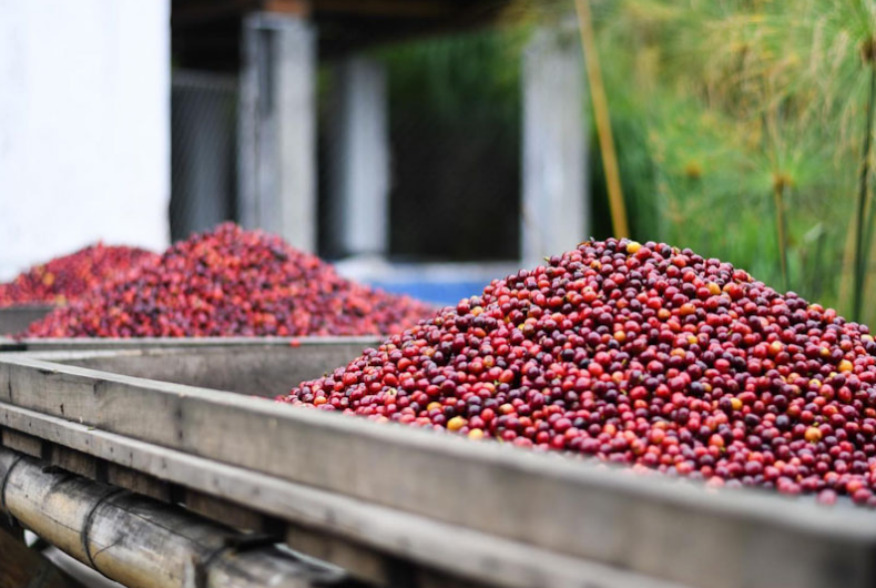 Colombia, El Placer, Gesha