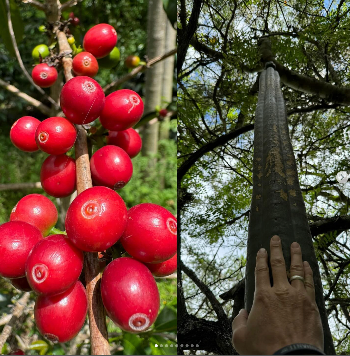 Ecuador, Finca Putushio, Typica Mejorado