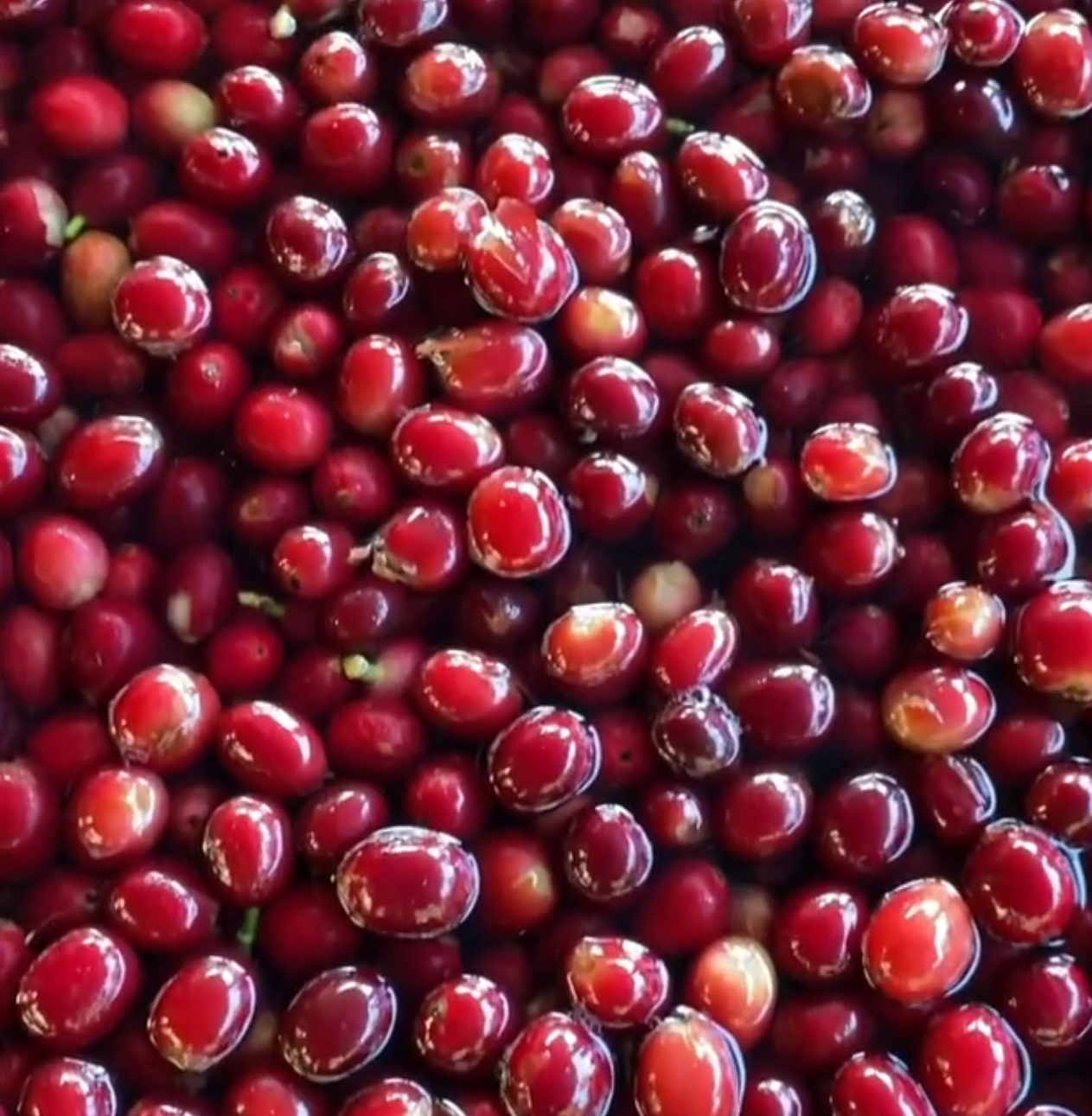 Ecuador, Finca Putushio, Typica Mejorado