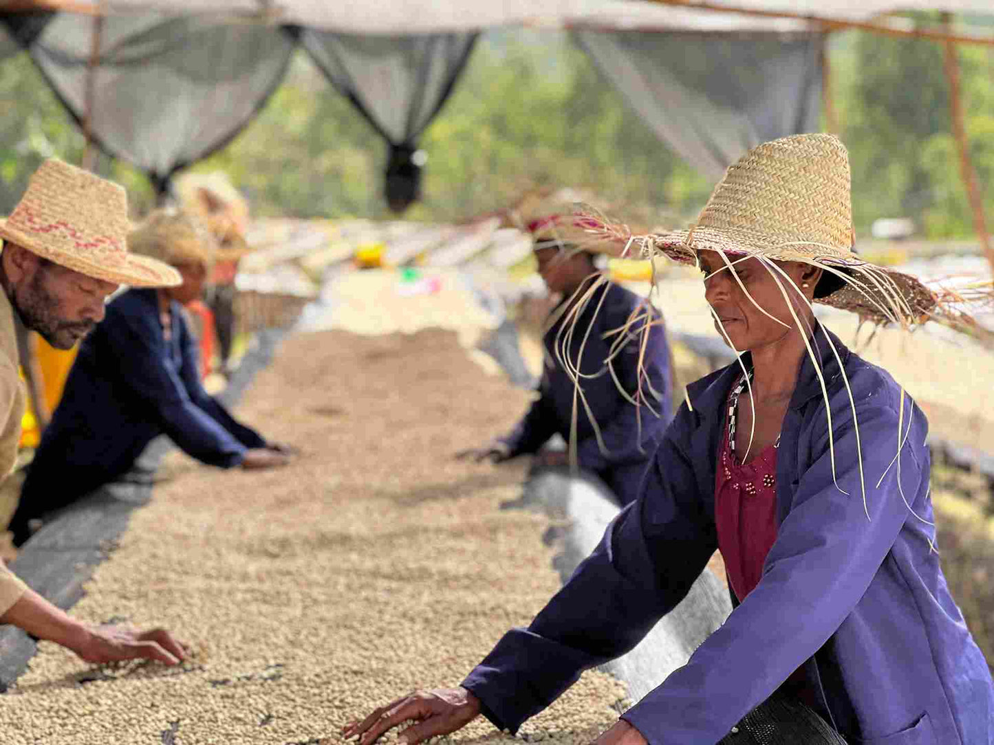 Ethiopia, Yirgacheffe Idido