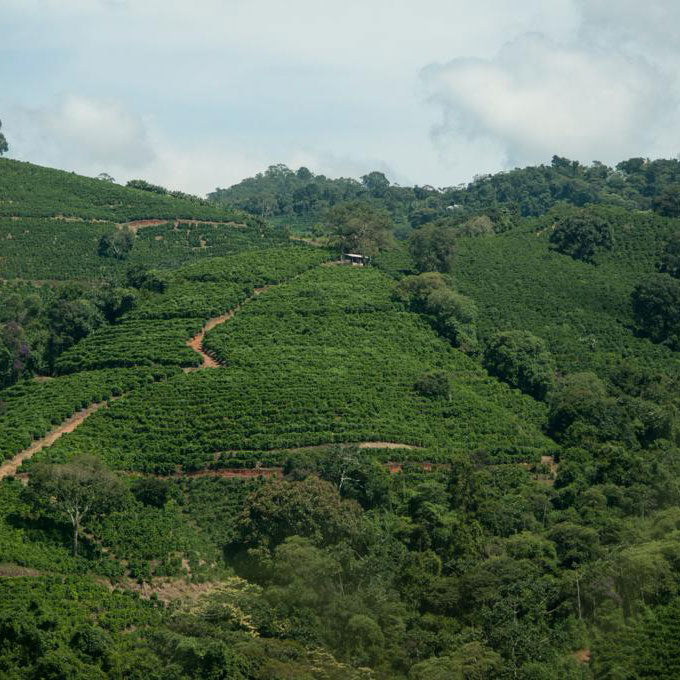 Colombia, Penas Blancas, Caturra