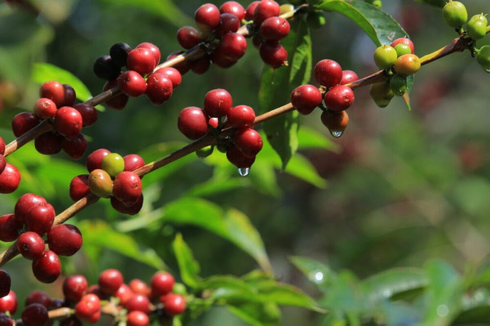 Ethiopia, Chelbesa