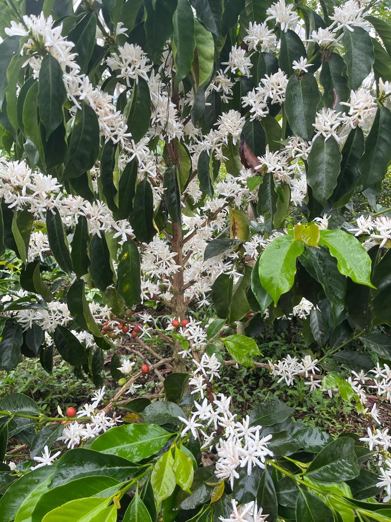 Colombia, Betania