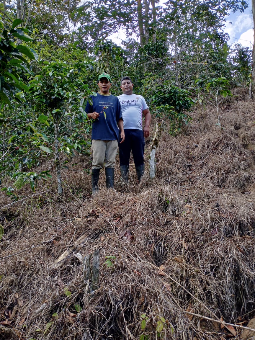 Ecuador, Los Laureles, Typica