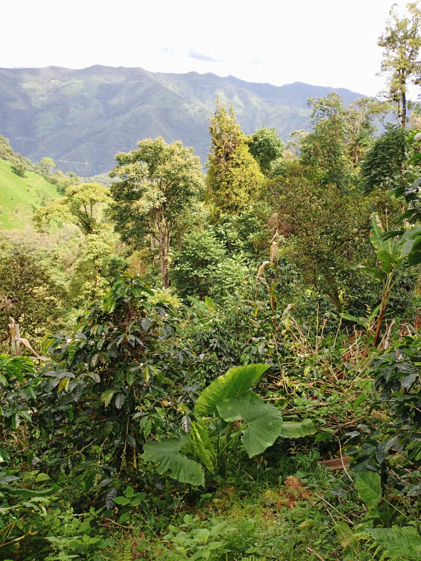 Ecuador, Los Laureles, Typica