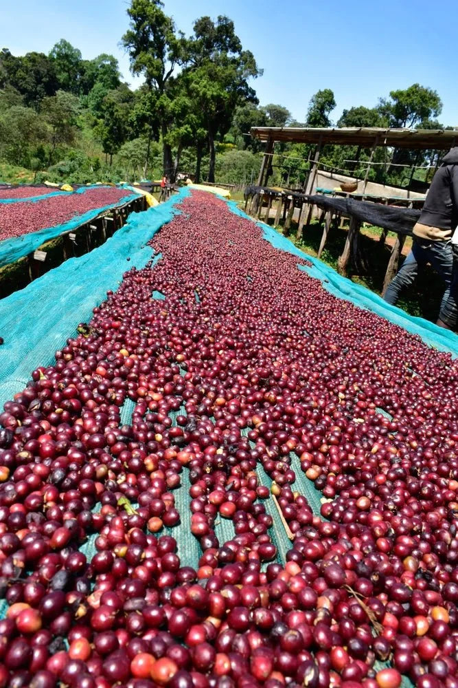 Ethiopia, Chelbesa