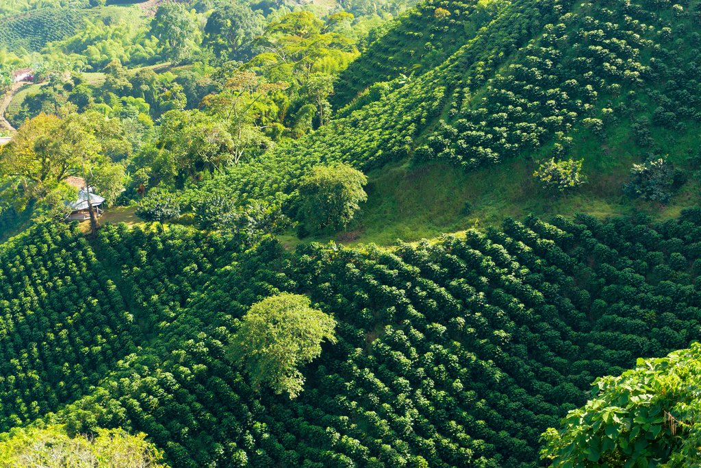 Colombia, La Ricaurte