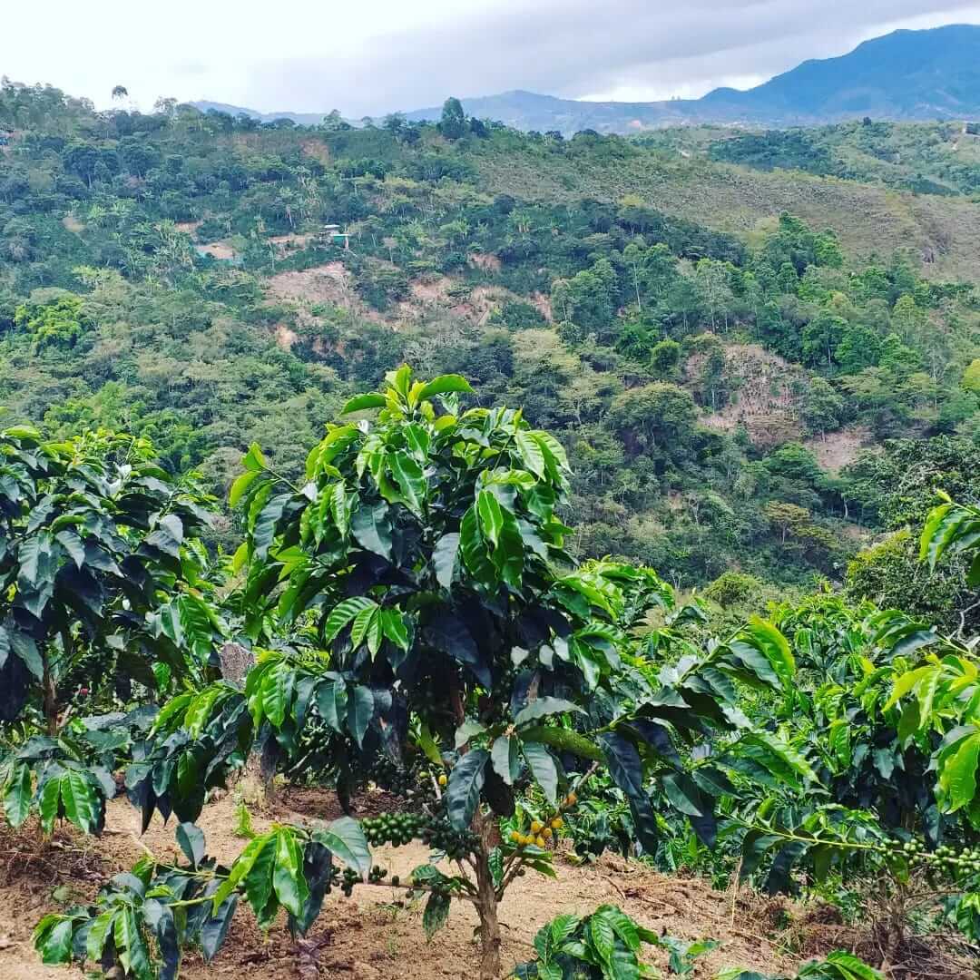 Nicaragua, La Lima