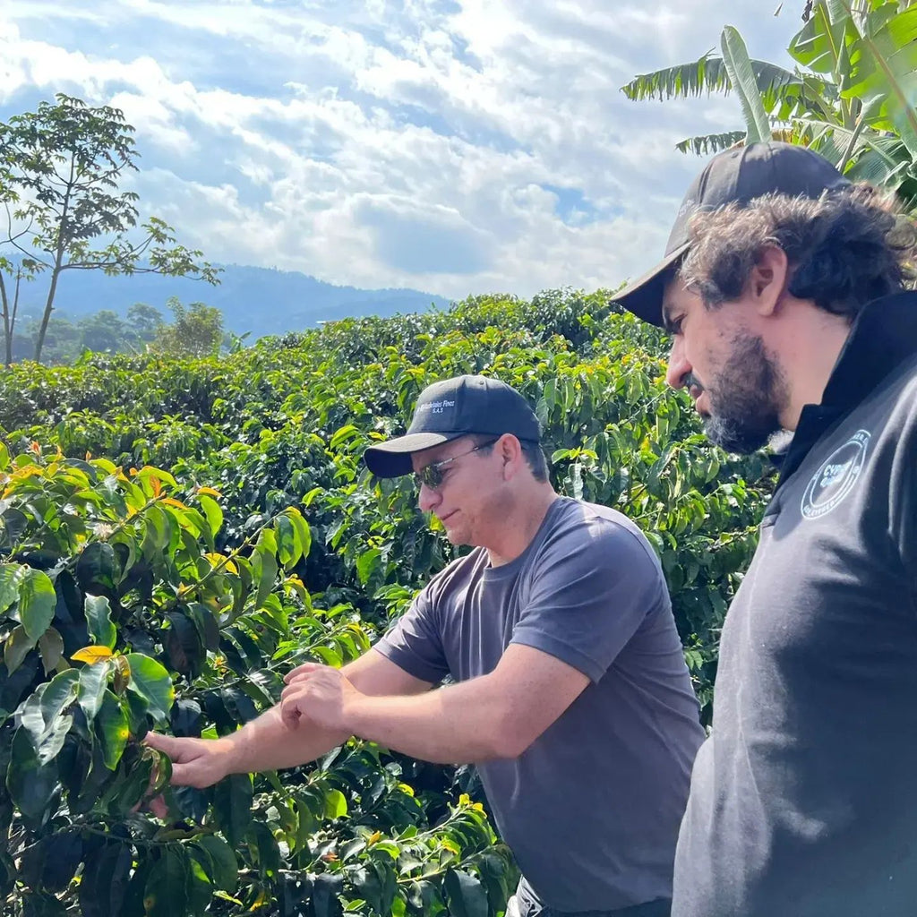 Colombia, Granja Paraiso 92 Tabi